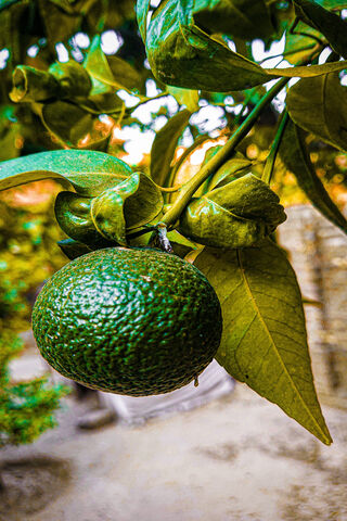 Jimmy Butler: The Avocado Star 🌟🥑