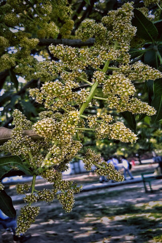 Mango Blossoms: Nature's Sweet Promise 🍃🌼