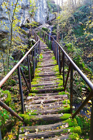 Whispers of the Old Bridge 🌿🌉