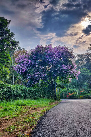Blossoms Along the Path 🌸🚶 