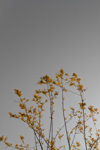 Golden Whispers of Nature 🌼✨