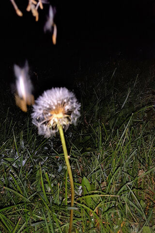 Seeds In The Wind