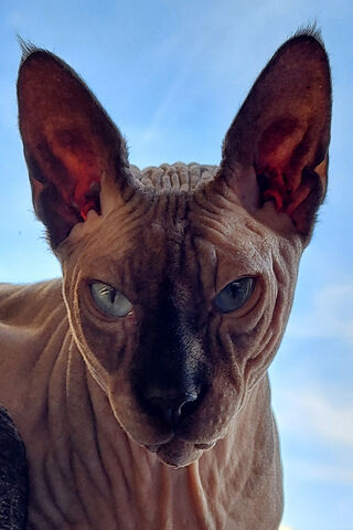 Mystique of the Sphinx: The Enigmatic Feline