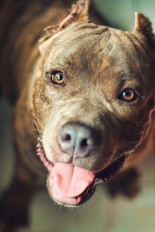 Cody the Charming American Bully 🐾