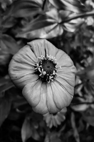 Fleur: A Timeless Bloom 🌸