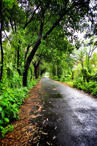Serenity on the Green Road 🌿✨