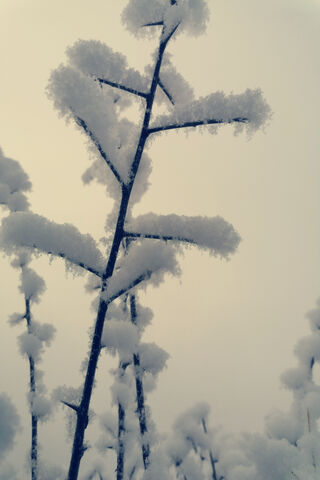 Manjiro: The Winter Whi..