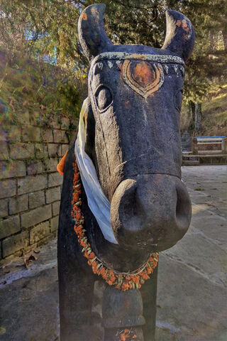 Sacred Symbol of Manali: The Revered Cow