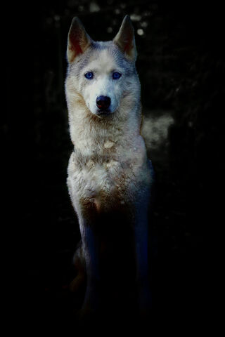 Maya: The Enigmatic Spirit of the Wilderness 🌌🐺