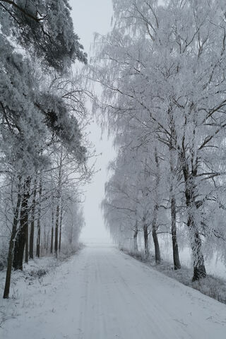 Whispers of Winter: The Frosty Path Ahead ❄️🌨️