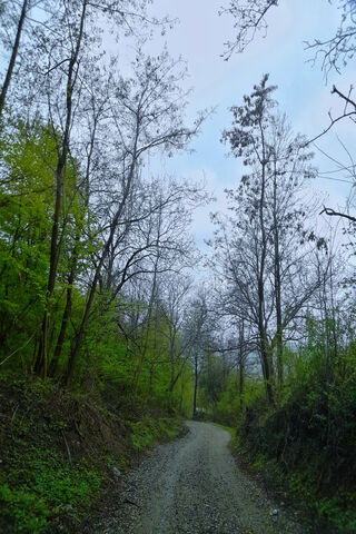 Road In Nature