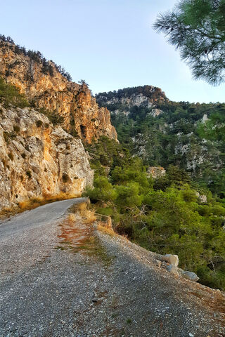 Winding Path Through Nature's Embrace 🌲🛤️