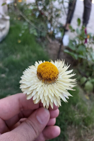 A Blooming Symbol of Freedom 🌼