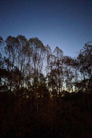 Twilight Serenity: Nature's Embrace 🌌🌳