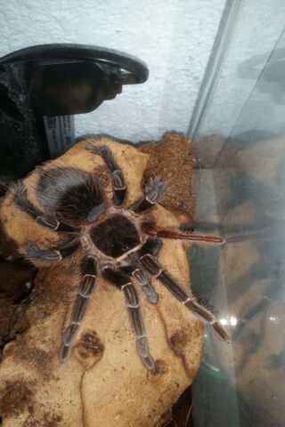 Tarantula: The Eight-Legged Wonder 🕷️✨