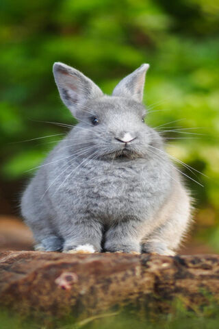 Fluffy Friend: The Charming Rabbit 🐇✨