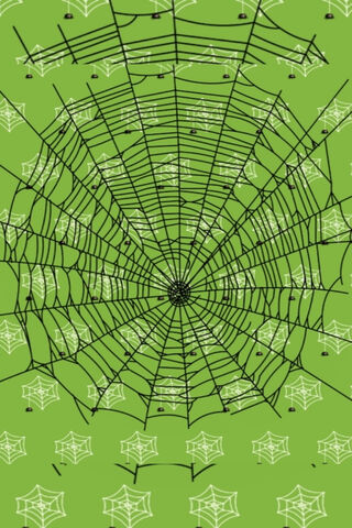 Nature's Intricate Artistry: The Spider's Web 🕸️✨