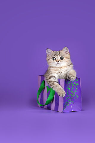 Purr-fect Holiday Surprise! 🎁🐾