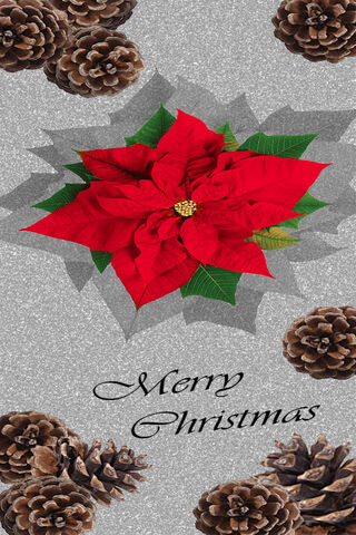 Festive Cheer: A Poinsettia Delight 🎄✨