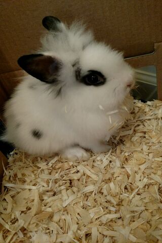 Bunny Bliss: A Fluffy Companion 🐰✨