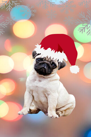 Festive Pug Cheer 🎄🐾