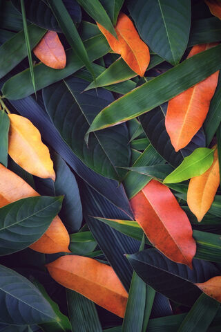 Autumn's Palette: A Tapestry of Leaves 🍂🌿