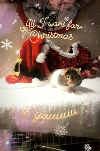 Hamster's Christmas Wish 🎄🐹