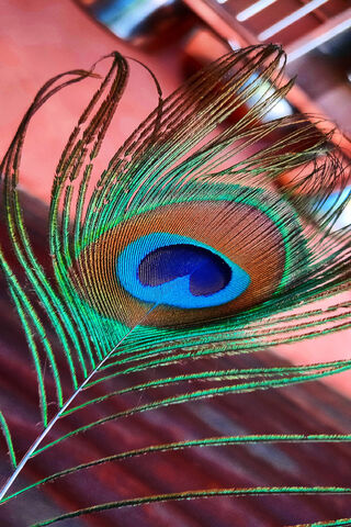 The Vibrant Elegance of the Peacock Feather 🦚✨