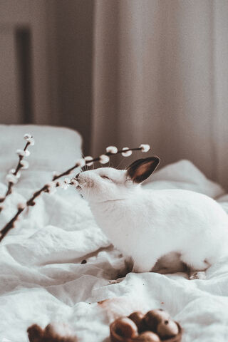 Whiskers and Willow: A Cozy Rabbit Moment 🐇✨