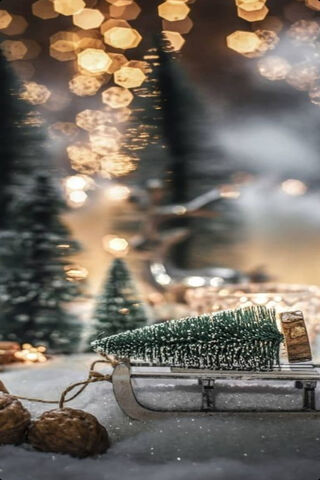 Magical Moments of Xmas Life 🎄✨