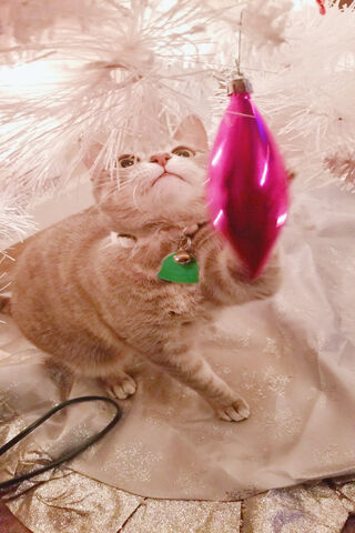 Festive Feline Fun 🎄🐾