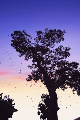 Nature's Palette: A Dance of Colors