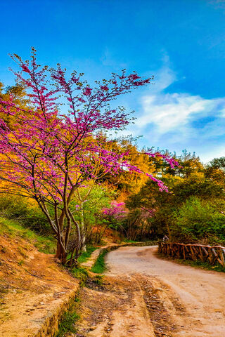Vibrant Pathways of Nature 🌸🌳