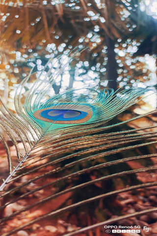 Peacock Feather