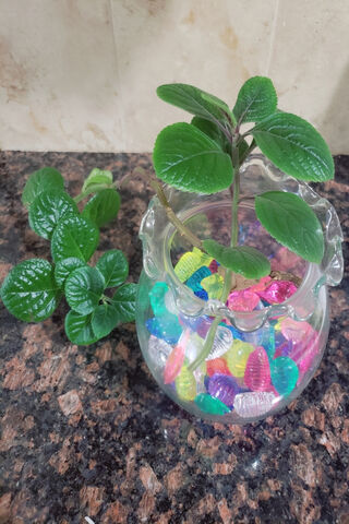 Vibrant Green Oasis: A Plant Pot Delight 🌱✨