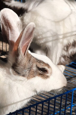 Bunny Bliss: A Day in the Life of a Rabbit 🐇✨