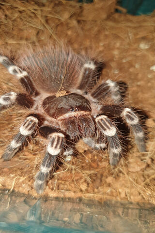 Tarantula: The Eight-Legged Wonder 🕷️✨