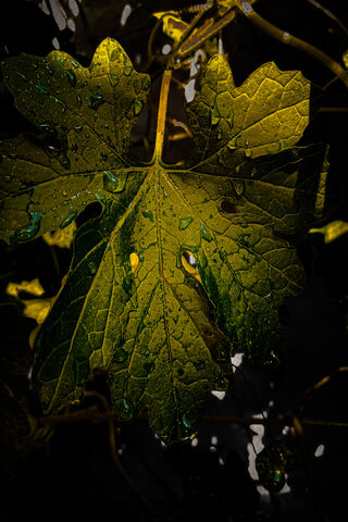 Nature's Green Wonder: The Bitter Gourd Leaf 🍃✨