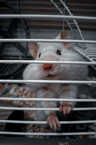 Adorable Hamster Adventures 🐹✨