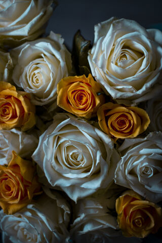 Eternal Beauty: A Floral Embrace 🌹✨