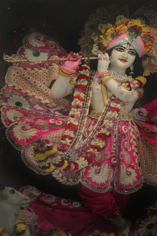 Divine Grace: The Enchanting Krishna Darshan 🌸✨