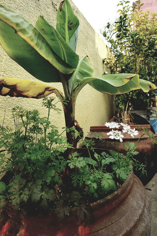 Namo Narayana: A Tribute to Nature's Bounty 🌱✨