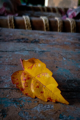 Autumn's Whisper 🍂