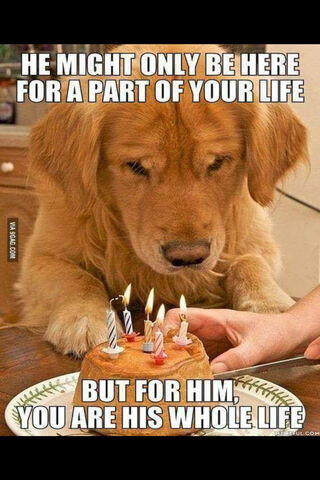 A Pawsitively Special Celebration 🎉🐾