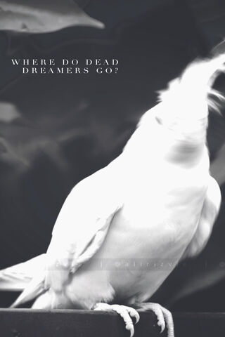 Whispers of Lost Dreams 🌌