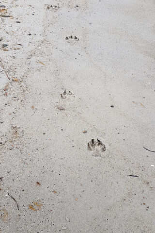 Pawprints of Friendship 🌊🐾