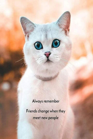 Embrace Change: A Feline Reminder 🐾✨