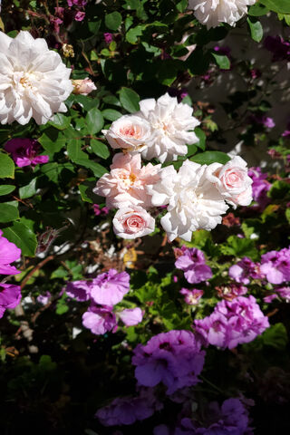 Blooming Wonders: A Floral Symphony 🌸🌼