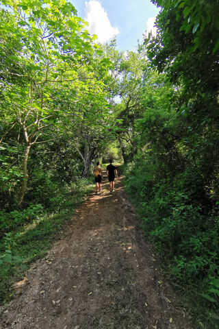 Nature's Companions: A Journey Together 🌳👫