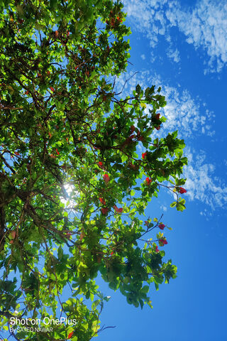 Joyful Canopy: Nature's Embrace 🌳☀️